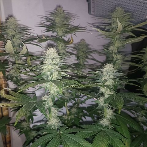 King - Amnesia Lemon growlog timeline photo