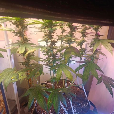 King - Amnesia Lemon growlog timeline photo