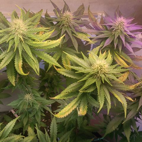 King - Amnesia Lemon growlog timeline photo