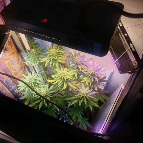 King - Amnesia Lemon growlog timeline photo