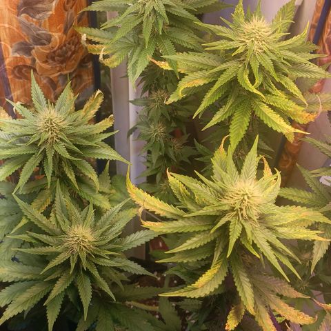 King - Amnesia Lemon growlog timeline photo