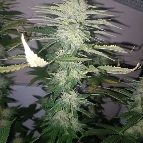 King - Amnesia Lemon growlog timeline photo