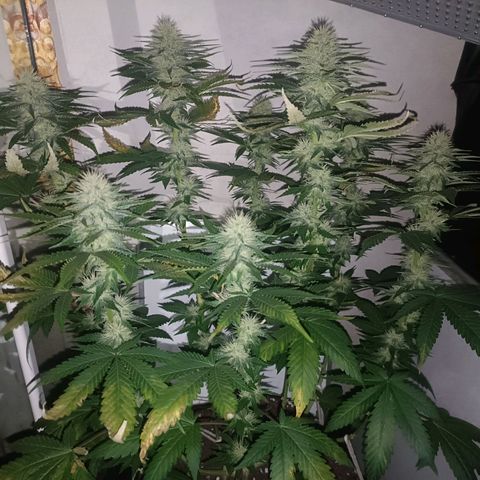 King - Amnesia Lemon growlog timeline photo