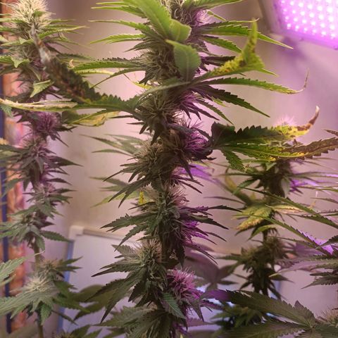 King - Amnesia Lemon growlog timeline photo