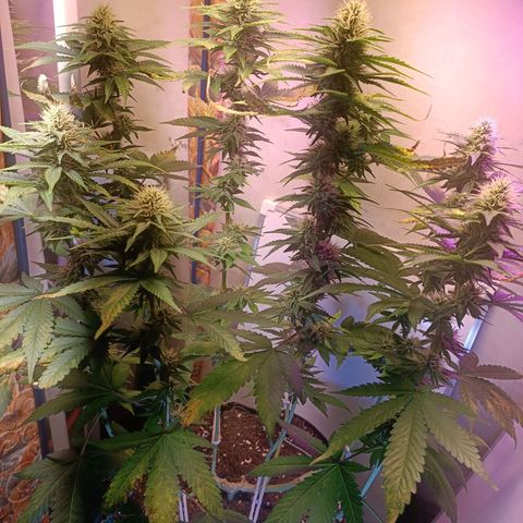 King - Amnesia Lemon growlog timeline photo
