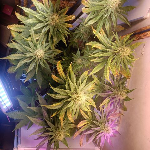 King - Amnesia Lemon growlog timeline photo