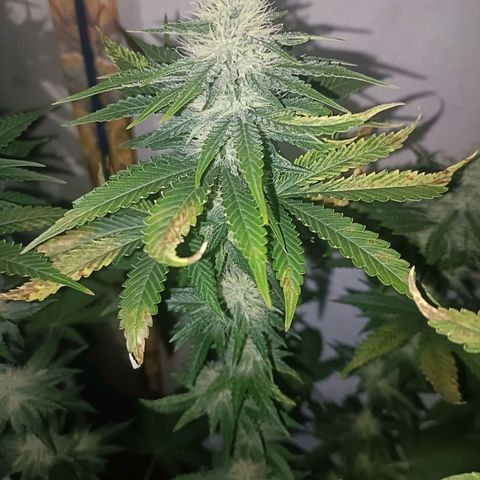 King - Amnesia Lemon growlog timeline photo