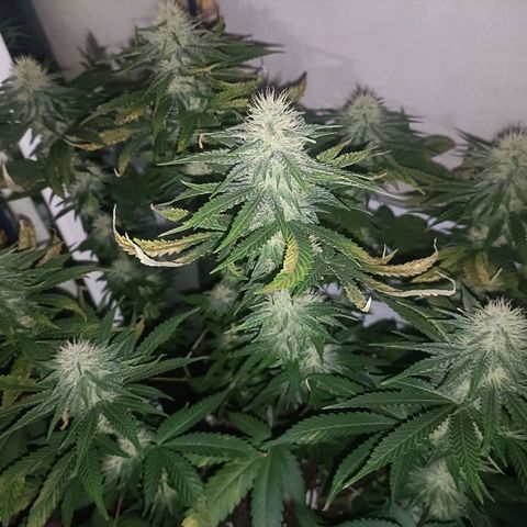 King - Amnesia Lemon growlog timeline photo