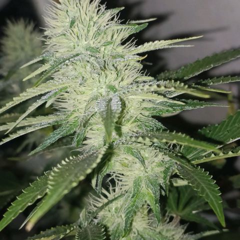 King - Amnesia Lemon growlog timeline photo