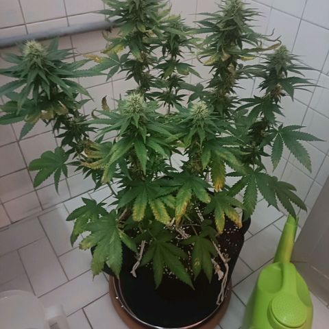 King - Amnesia Lemon growlog timeline photo