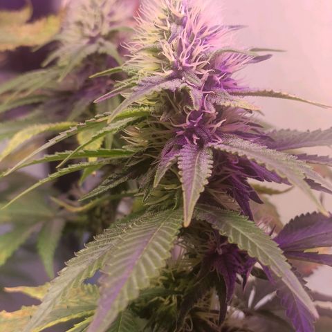 King - Amnesia Lemon growlog timeline photo