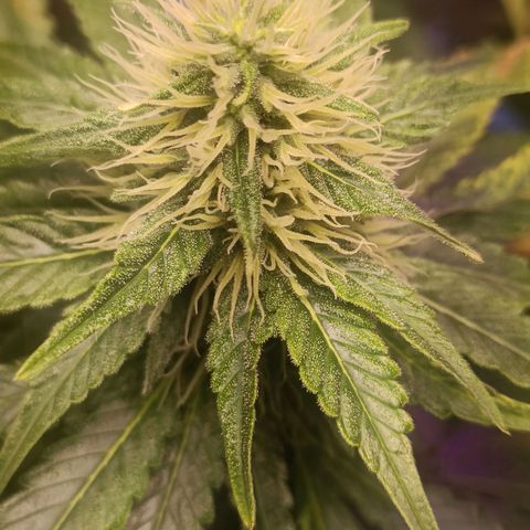 King - Amnesia Lemon growlog timeline photo