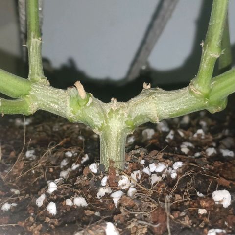 King - Amnesia Lemon growlog timeline photo