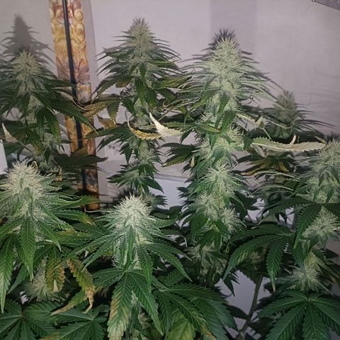 King - Amnesia Lemon growlog timeline photo