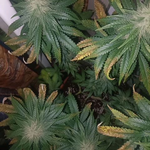 King - Amnesia Lemon growlog timeline photo
