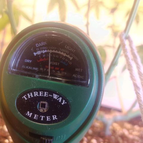 King - Amnesia Lemon growlog timeline photo