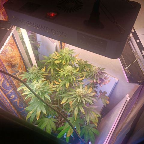 King - Amnesia Lemon growlog timeline photo