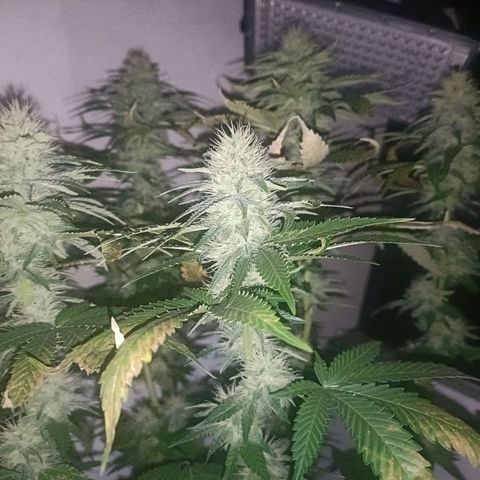 King - Amnesia Lemon growlog timeline photo