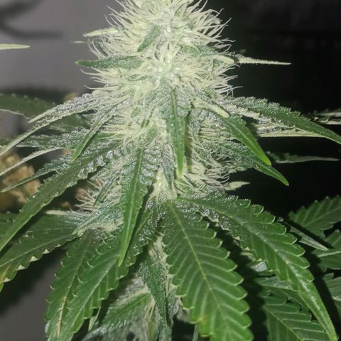 King - Amnesia Lemon growlog timeline photo