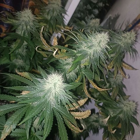 King - Amnesia Lemon growlog timeline photo
