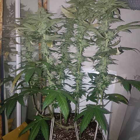 King - Amnesia Lemon growlog timeline photo