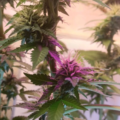 King - Amnesia Lemon growlog timeline photo