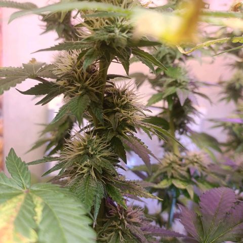 King - Amnesia Lemon growlog timeline photo