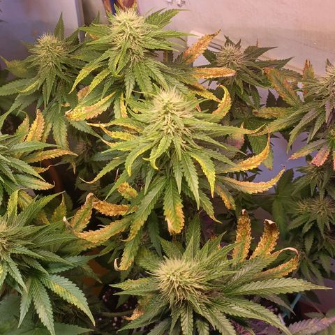 King - Amnesia Lemon growlog timeline photo