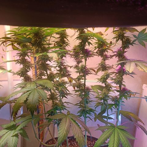 King - Amnesia Lemon growlog timeline photo