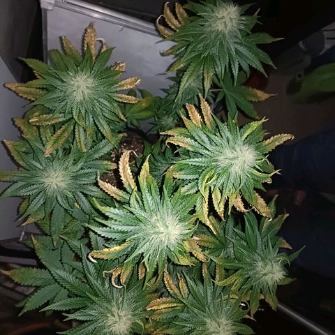 King - Amnesia Lemon growlog timeline photo