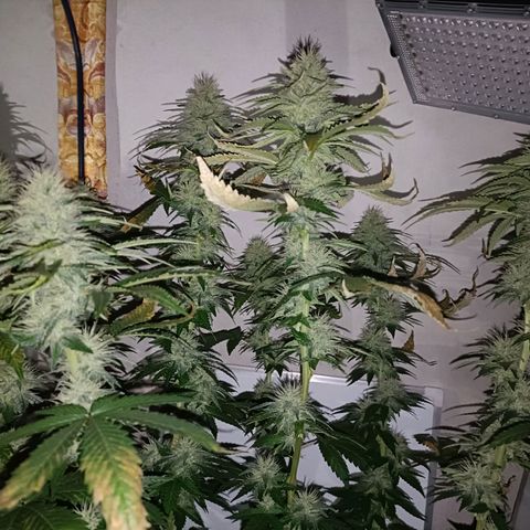 King - Amnesia Lemon growlog timeline photo