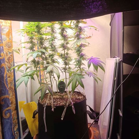 King - Amnesia Lemon growlog timeline photo