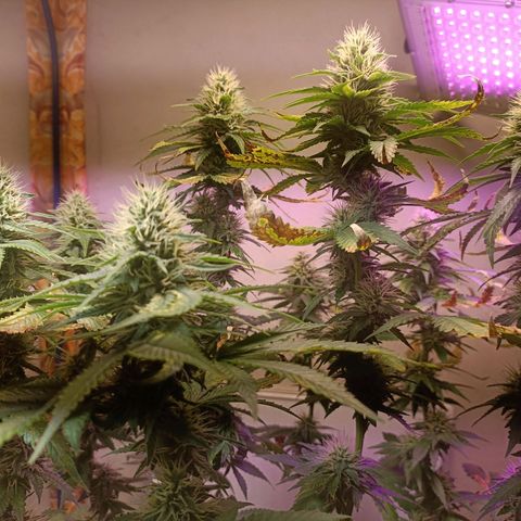 King - Amnesia Lemon growlog timeline photo