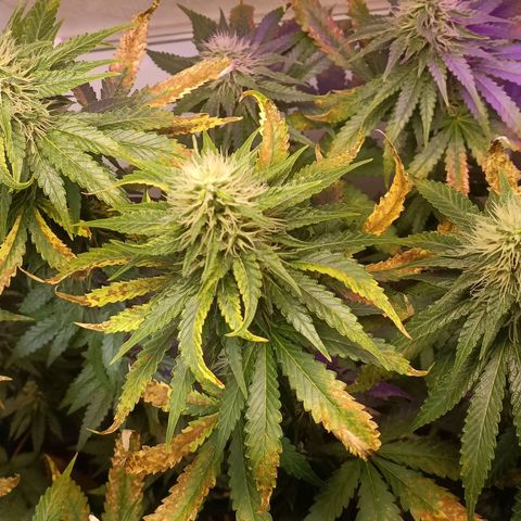 King - Amnesia Lemon growlog timeline photo