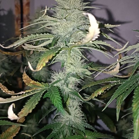 King - Amnesia Lemon growlog timeline photo