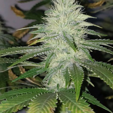 King - Amnesia Lemon growlog timeline photo