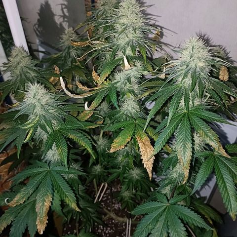 King - Amnesia Lemon growlog timeline photo