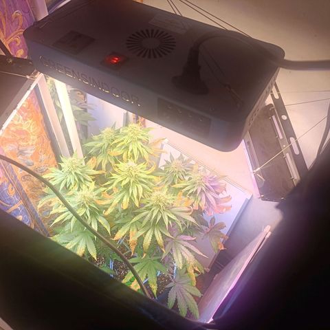 King - Amnesia Lemon growlog timeline photo