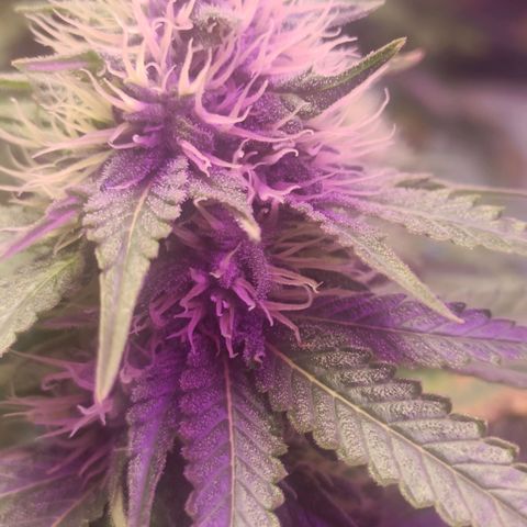King - Amnesia Lemon growlog timeline photo