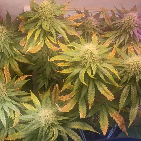 King - Amnesia Lemon growlog timeline photo