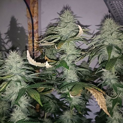 King - Amnesia Lemon growlog timeline photo