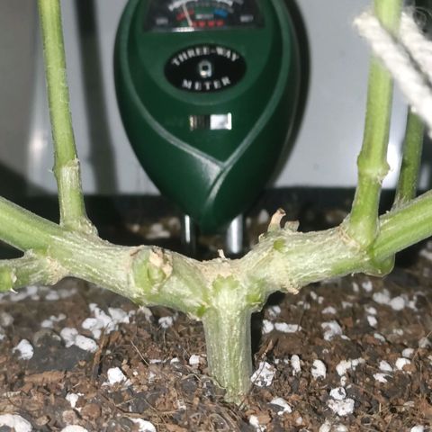 King - Amnesia Lemon growlog timeline photo