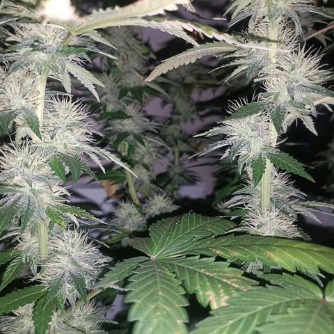 King - Amnesia Lemon growlog timeline photo