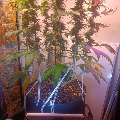 King - Amnesia Lemon growlog timeline photo
