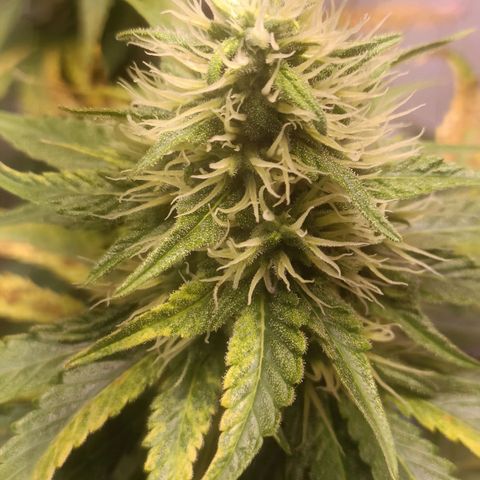 King - Amnesia Lemon growlog timeline photo