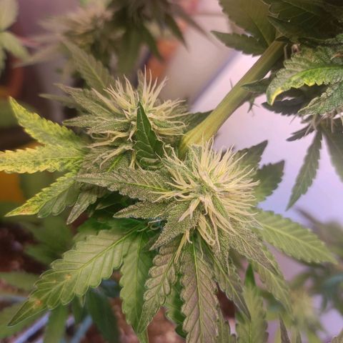 King - Amnesia Lemon growlog timeline photo