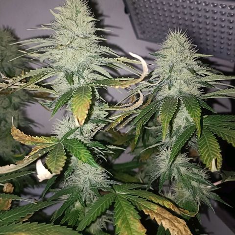 King - Amnesia Lemon growlog timeline photo