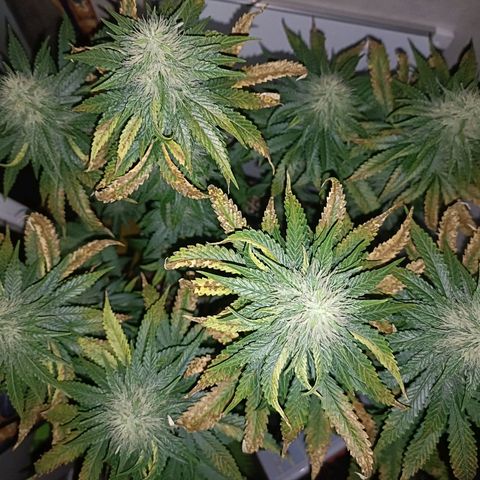 King - Amnesia Lemon growlog timeline photo