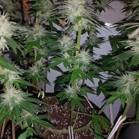 King - Amnesia Lemon growlog timeline photo