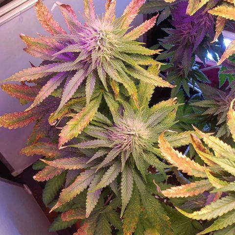 King - Amnesia Lemon growlog timeline photo